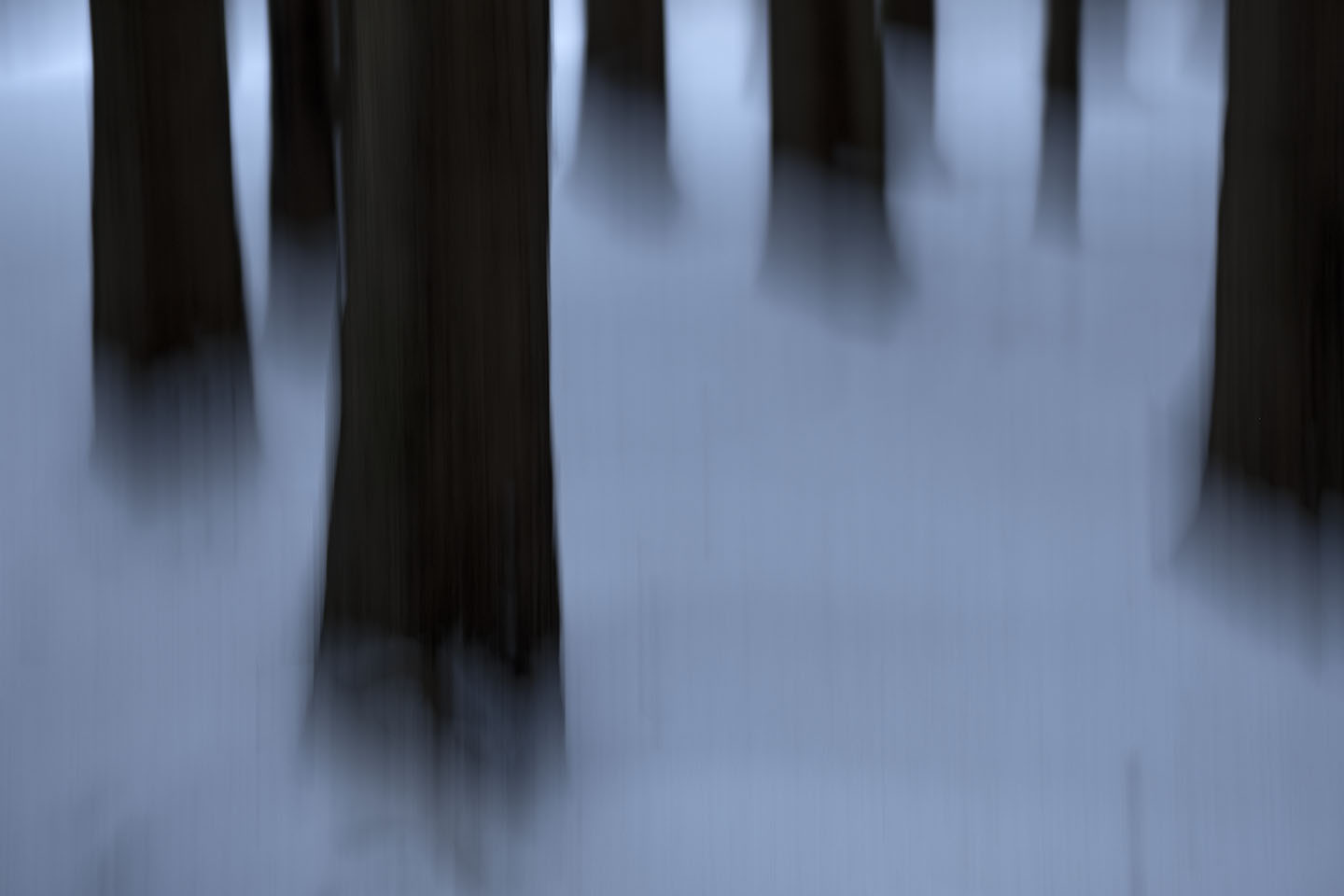 Winter im Risi-Wald